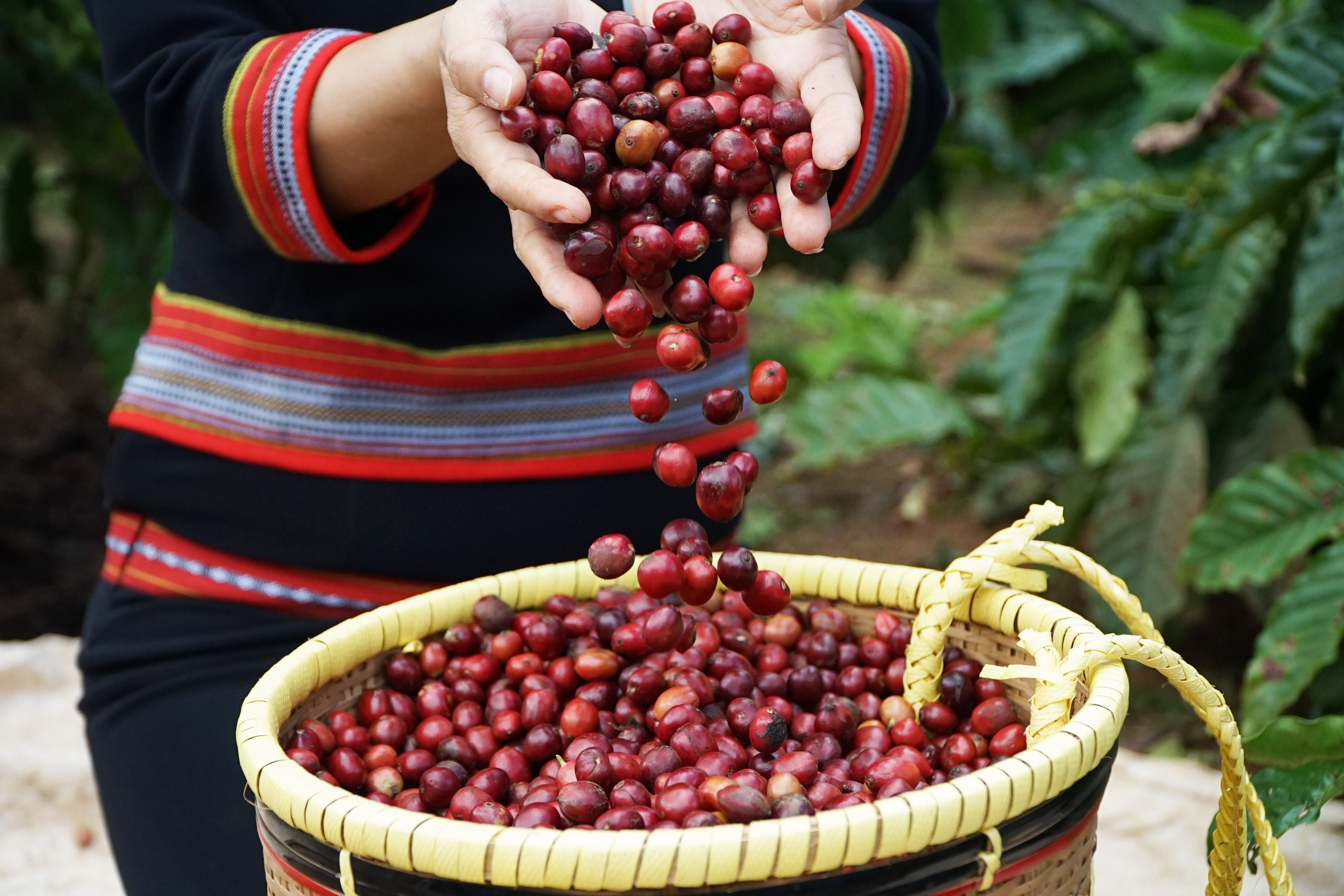 Đắk Lắk: Cơ hội khi phân quyền cấp giấy chứng nhận xuất xứ