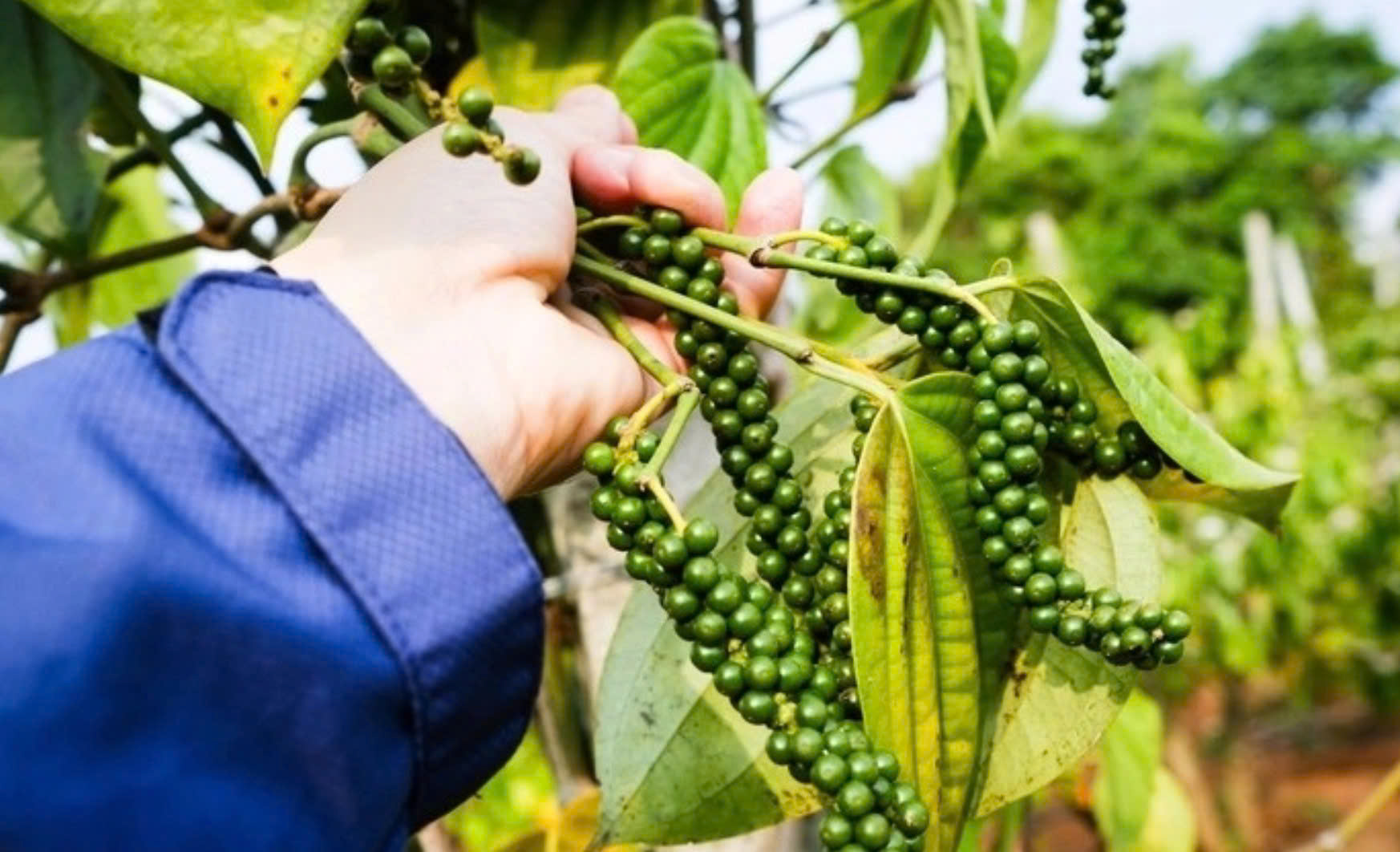 Chuẩn hóa hướng dẫn C/O để nâng năng lực thực thi FTA