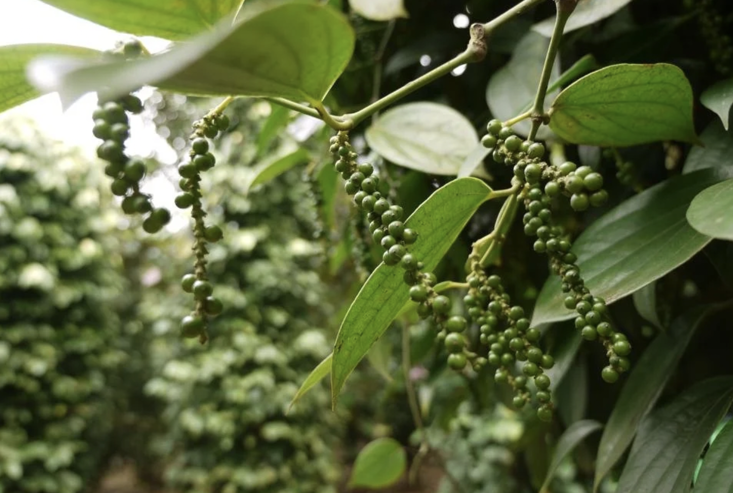 Làm chủ xuất xứ hàng hóa để khai thác hiệu quả ưu đãi FTA