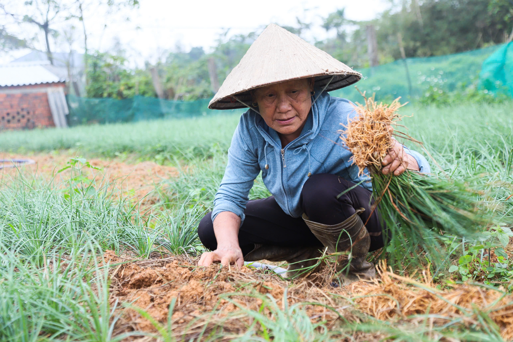 Kiệu được giá, nông dân Hà Tĩnh phấn khởi một mùa bội thu