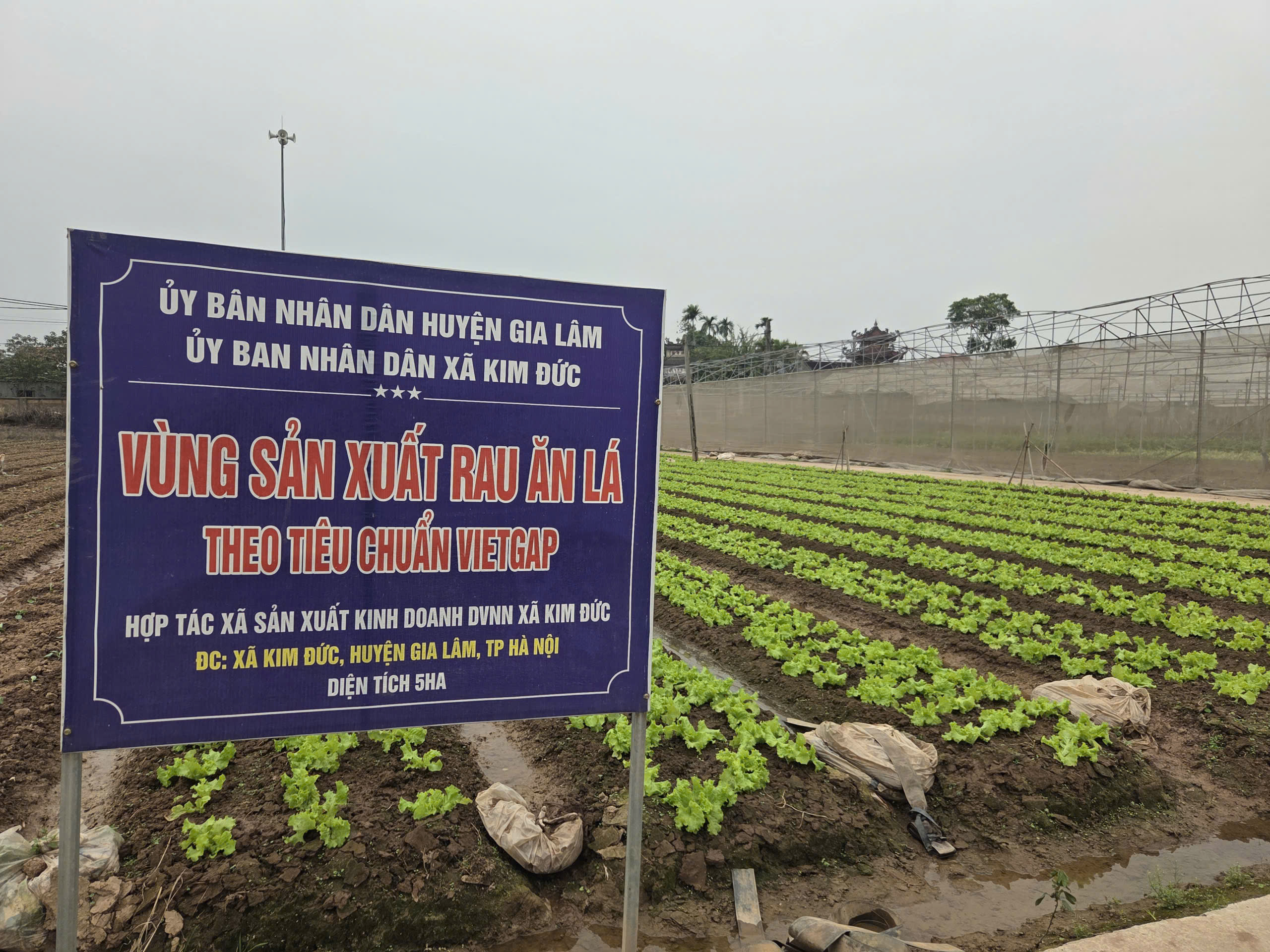 Hà Nội phát triển mạnh kinh tế tập thể, hợp tác xã theo hướng xanh, số