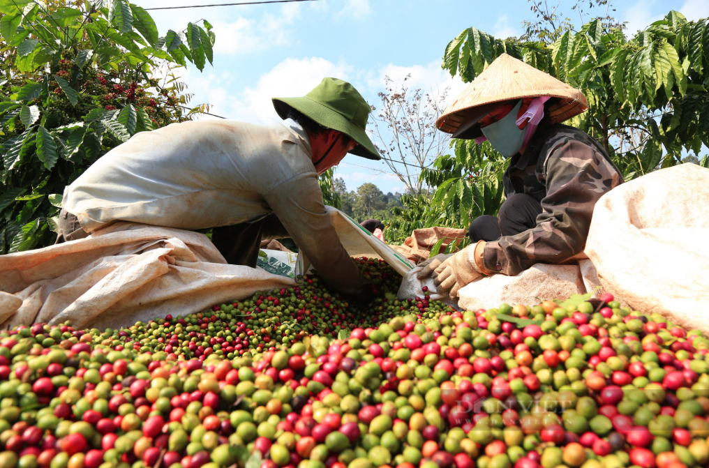 Infographic | Năm 2025, xuất khẩu nông, lâm, thủy sản chạm đỉnh mới