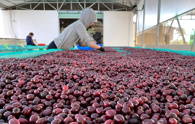 Giá cà phê Robusta tăng nhờ nguồn cung từ Brazil suy giảm mạnh