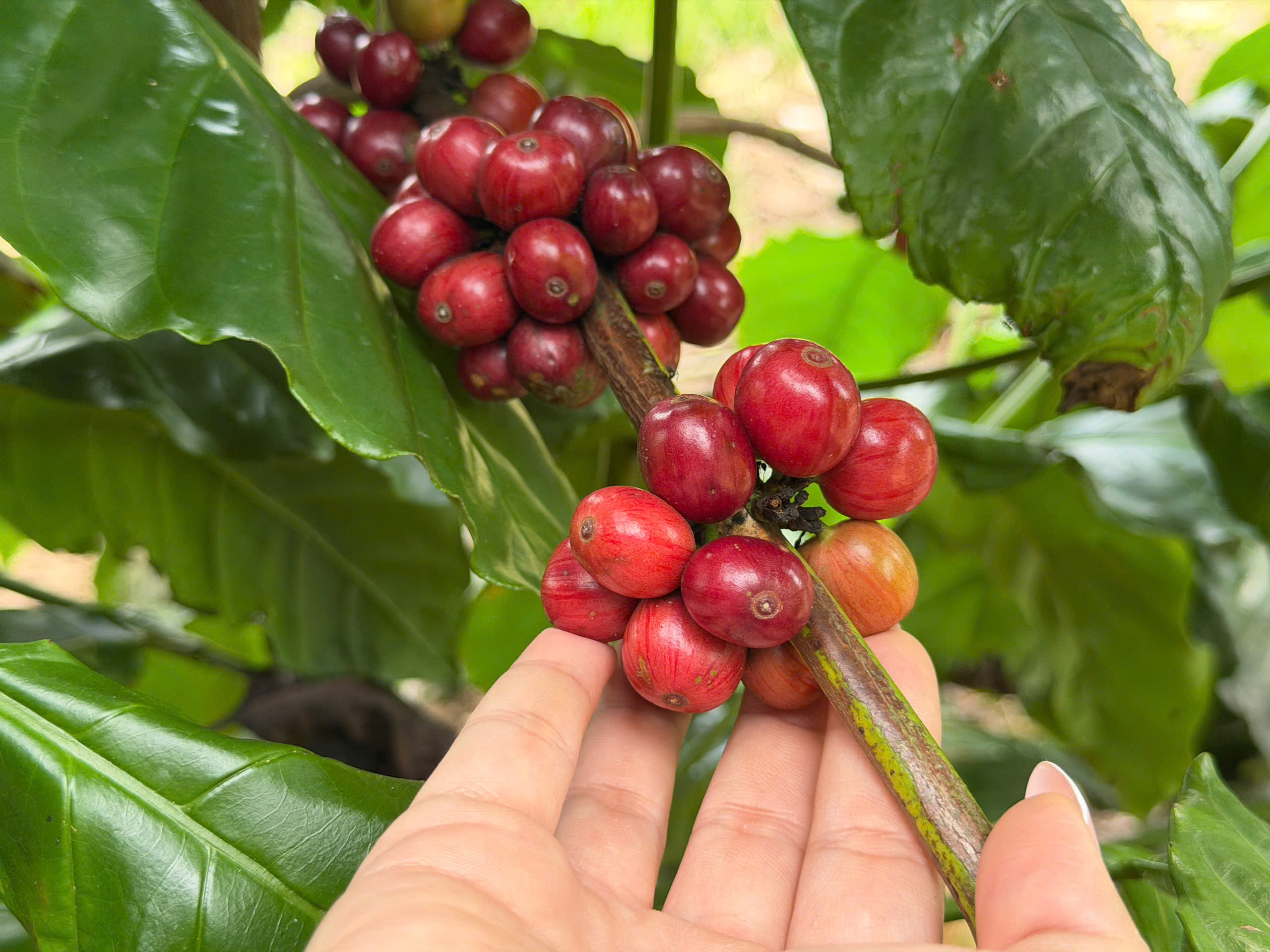 Giá cà phê hôm nay 6/1/2026: Tăng nhẹ 100 đồng/kg