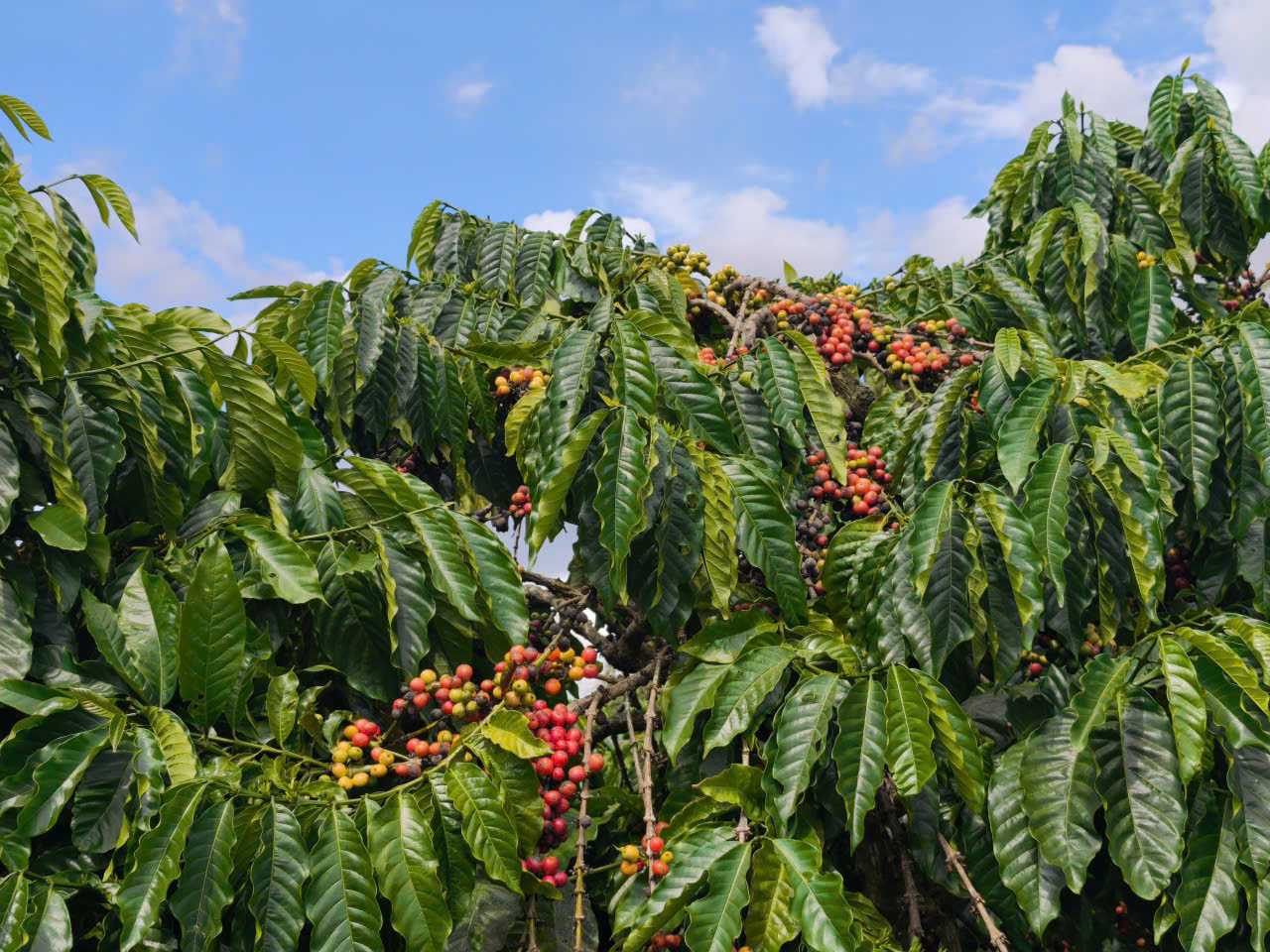 Giá cà phê hôm nay 8/1/2026: Tăng thêm 1.000 đồng/kg