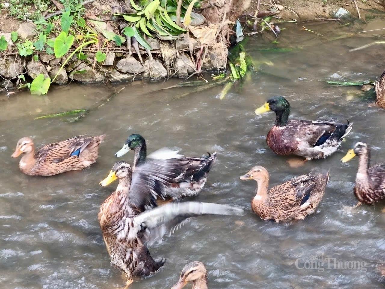 Mường Lạn đánh thức lợi thế giống vịt cổ xanh, hướng tới sản phẩm OCOP