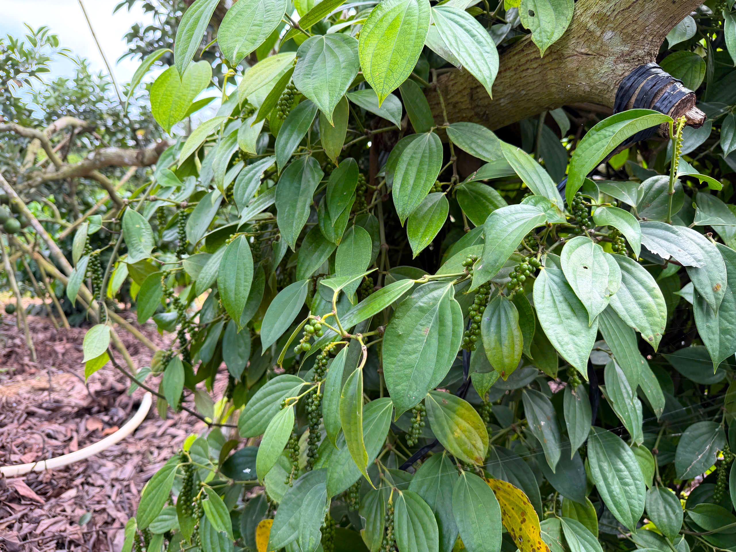 Giá tiêu hôm nay 9/1/2026: Cao nhất 152.500 đồng/kg