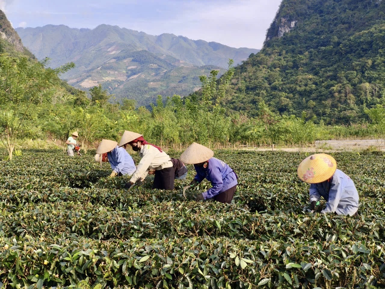 'Ươm mầm' thương hiệu nông sản từ đất Mường Lạn, Điện Biên