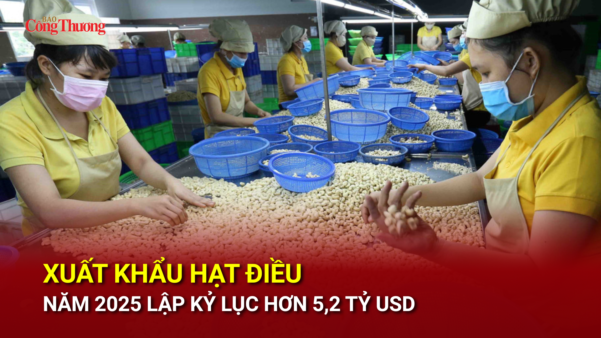 Xuất khẩu hạt điều năm 2025 lập kỷ lục hơn 5,2 tỷ USD