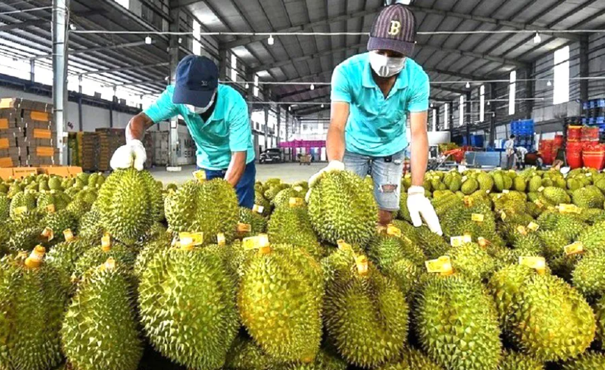 Xuất khẩu rau quả sang Trung Quốc đạt 5,5 tỷ USD năm 2025