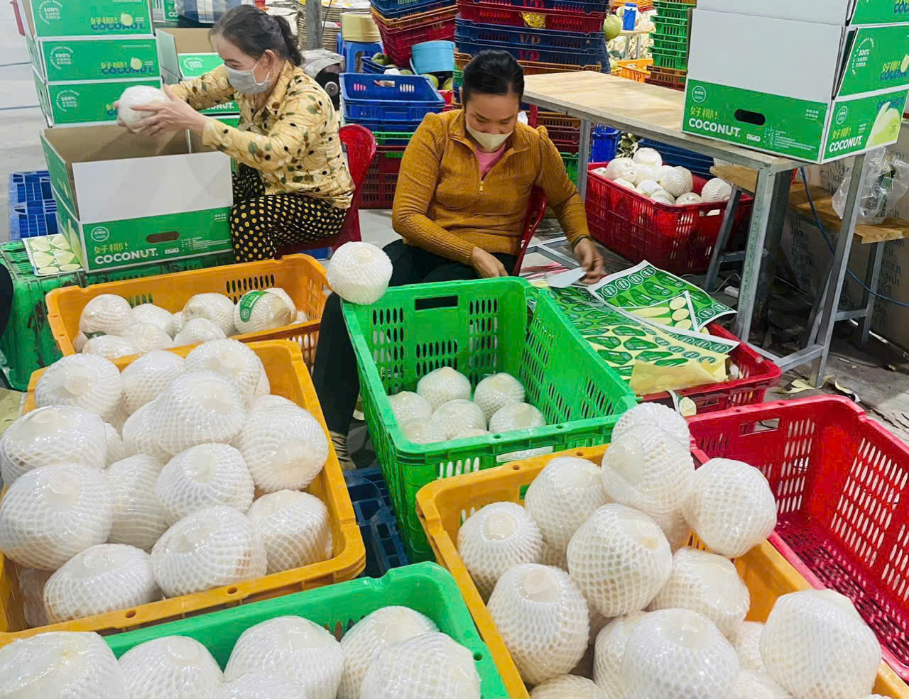 Top đầu xuất khẩu dừa, Việt Nam vẫn loay hoay bài toán giá trị 