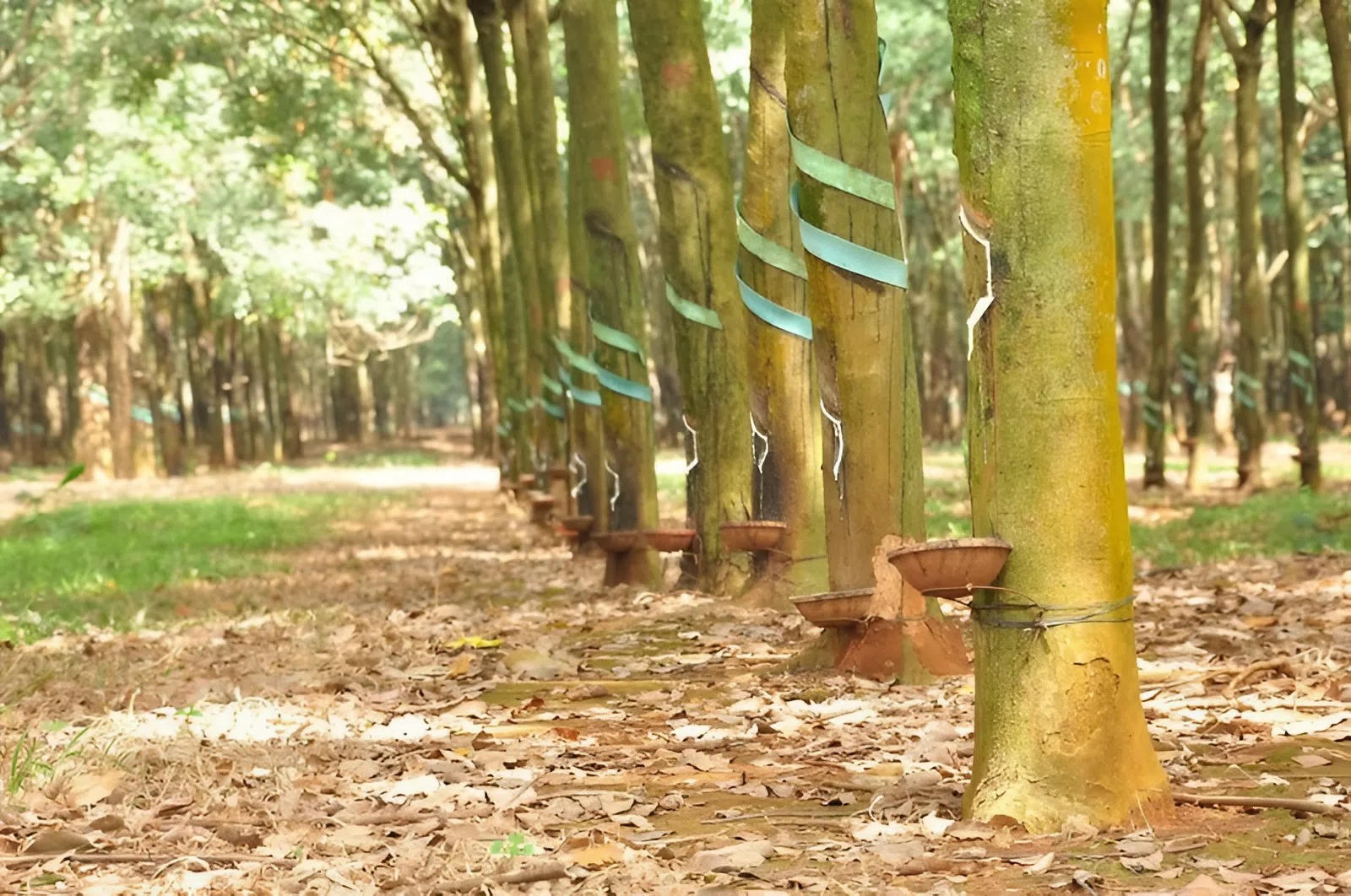 Ngành cao su Việt Nam tăng tốc xanh hóa để vượt áp lực thị trường