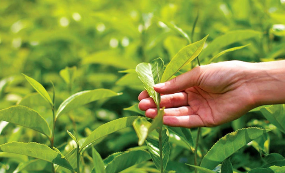 Việt Nam giữ vững ngôi đầu xuất khẩu chè vào Đài Loan (Trung Quốc)