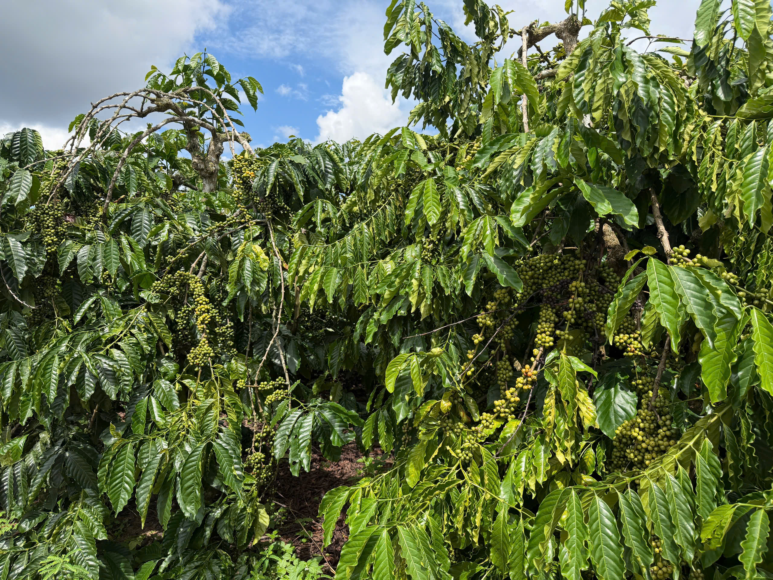 Giá cà phê hôm nay 20/1/2026: Cao nhất 99.000 đồng/kg