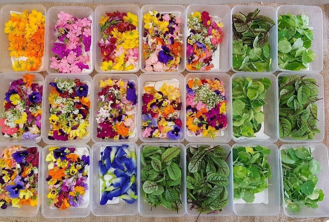 Rau decor mở lối cạnh tranh cho hợp tác xã nông nghiệp