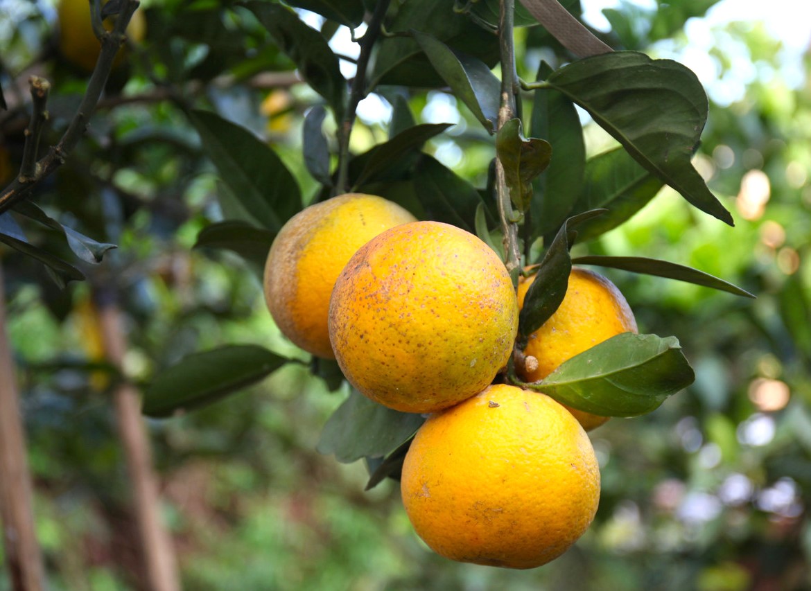 Cam Xã Đoài mất mùa, 100 nghìn đồng/quả vẫn khó mua