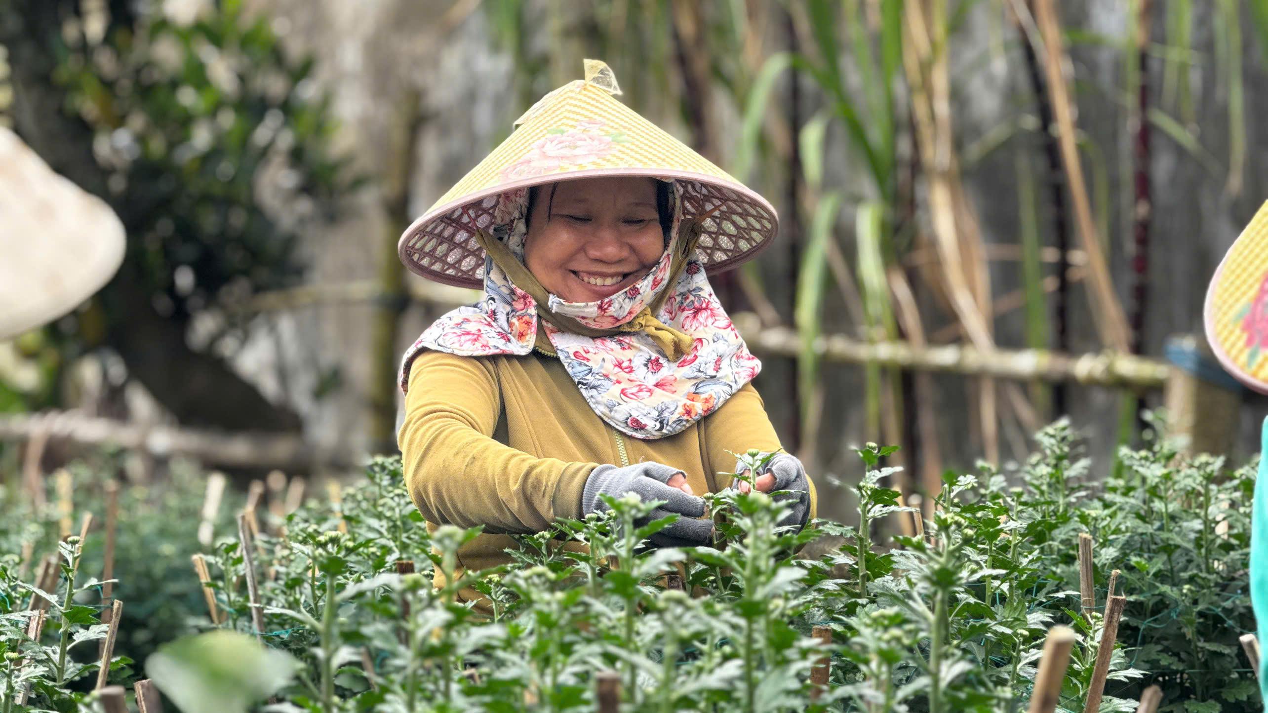 Quảng Ngãi: Thủ phủ hoa phấn khởi vì 'chốt đơn' khi hoa vừa ra bông