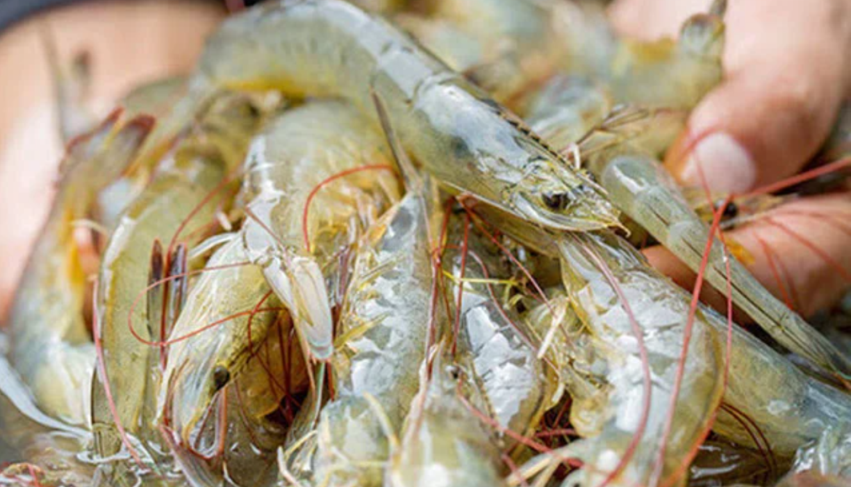 Năm 2025, Trung Quốc là thị trường nhập khẩu tôm lớn nhất của Việt Nam