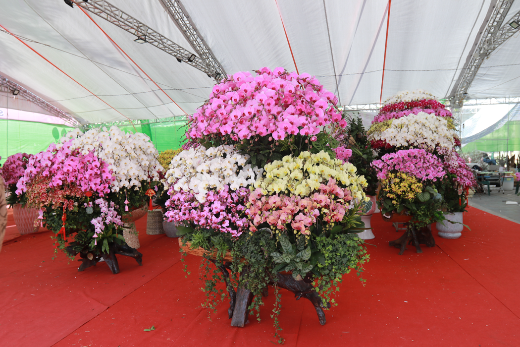 Ngắm những ‘siêu phẩm’ lan hồ điệp ôm gỗ lũa tại Hà Tĩnh