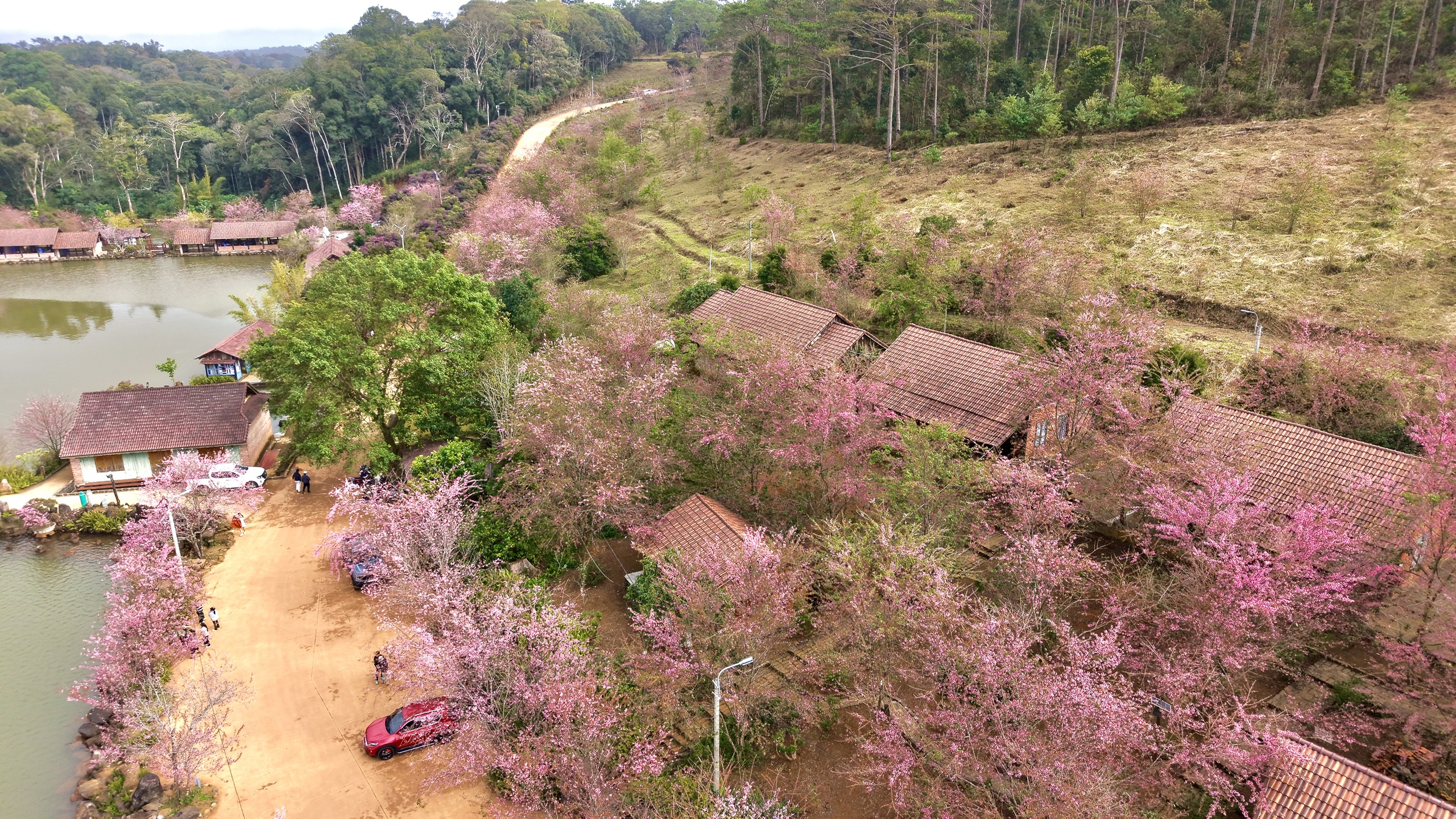 Quảng Ngãi: Măng Đen rực rỡ sắc hồng của mai anh đào 