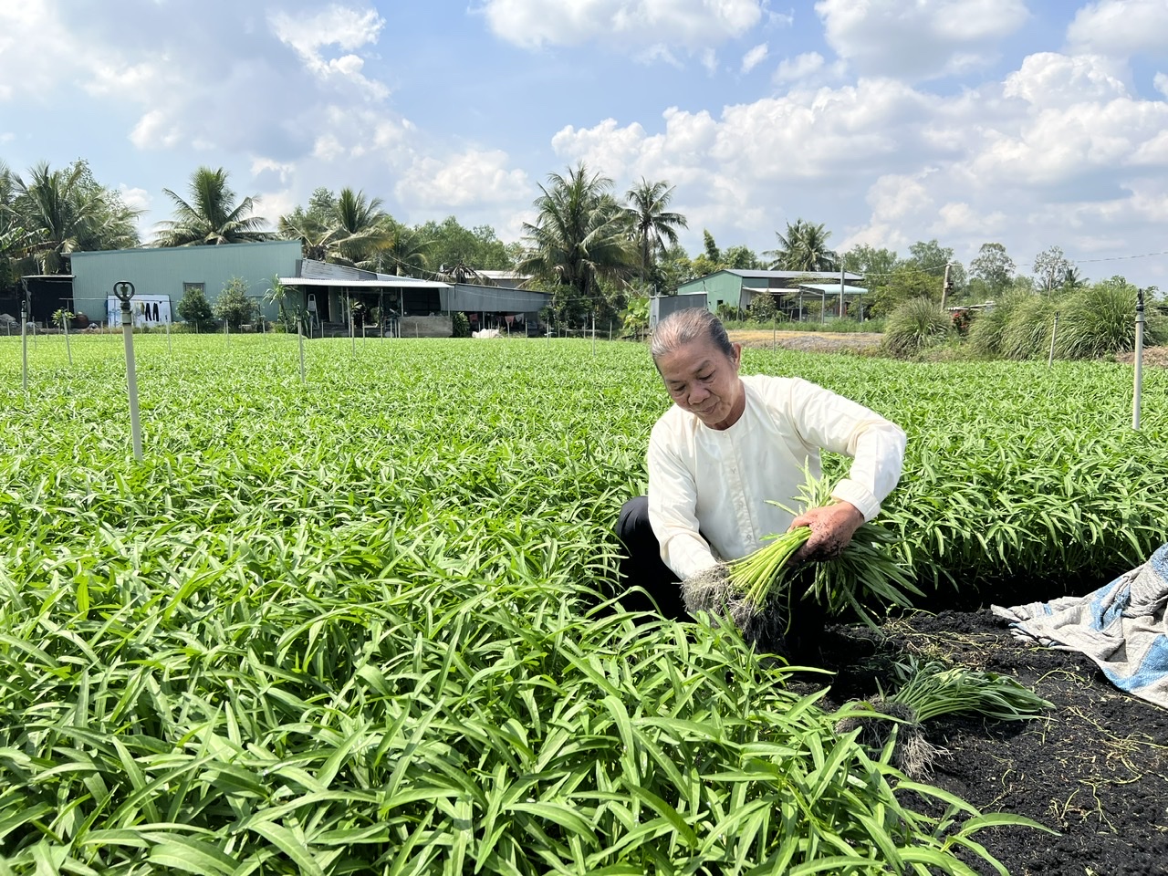 TP. Cần Thơ: Tăng tốc sản xuất nông sản, đáp ứng thị trường Tết 2026