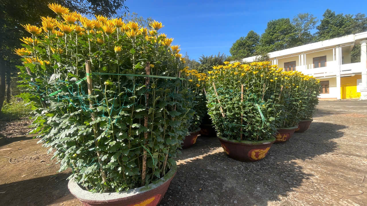 Giá mỗi cặp cúc dao động từ 500 nghìn - 1 triệu đồng (loại nhỏ) và từ 1,5 - 3 triệu đồng (loại lớn).