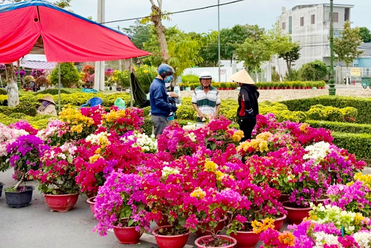 Vĩnh Long: Thị trường hoa kiểng cao điểm, nguồn cung sẵn sàng dịp Tết