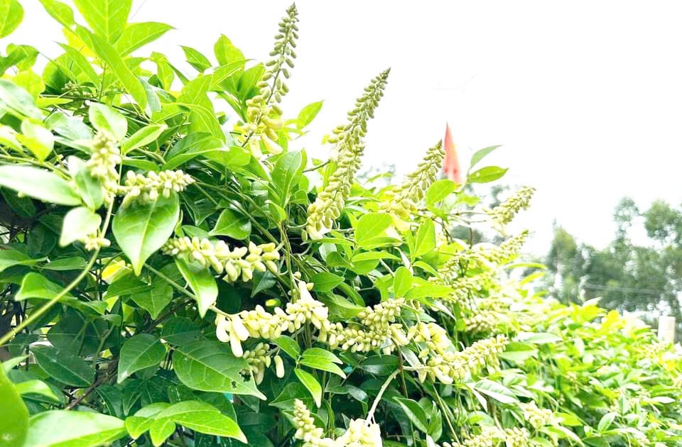 Xây dựng niềm tin 3 nhà nhìn từ cây sâm Nam Núi Dành