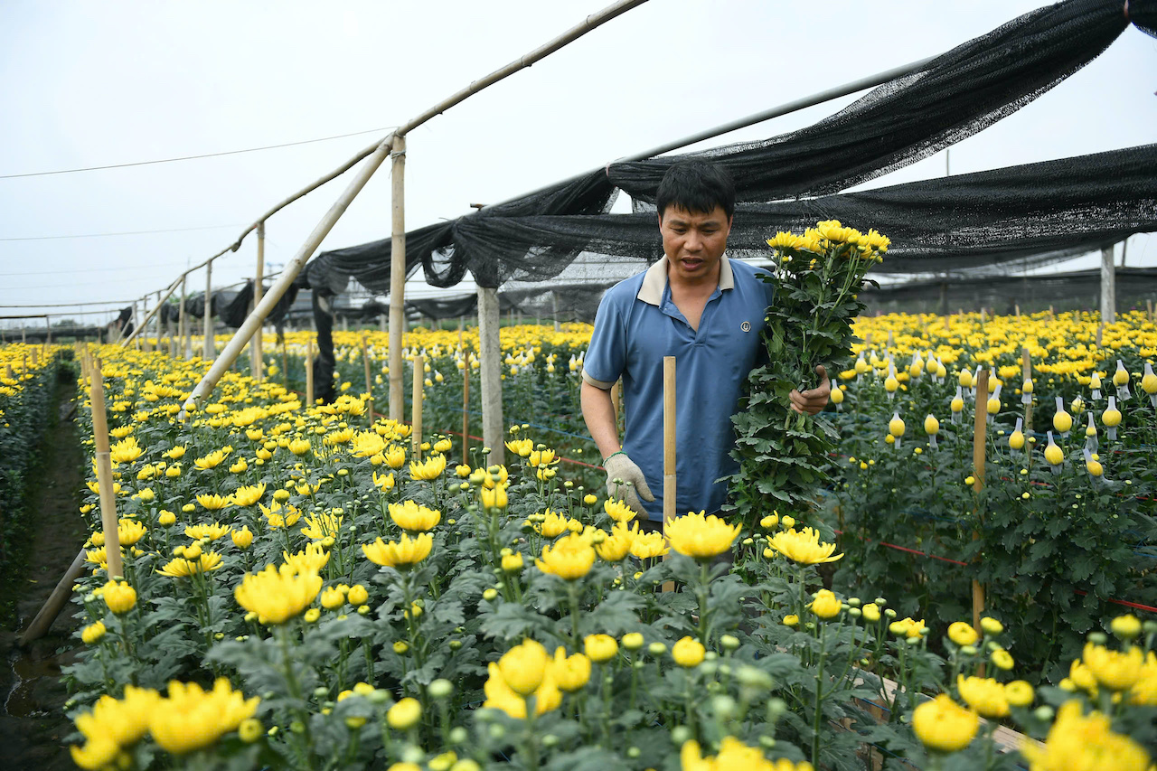 Không khí khẩn trương tại làng hoa Tây Tựu ngày giáp Tết