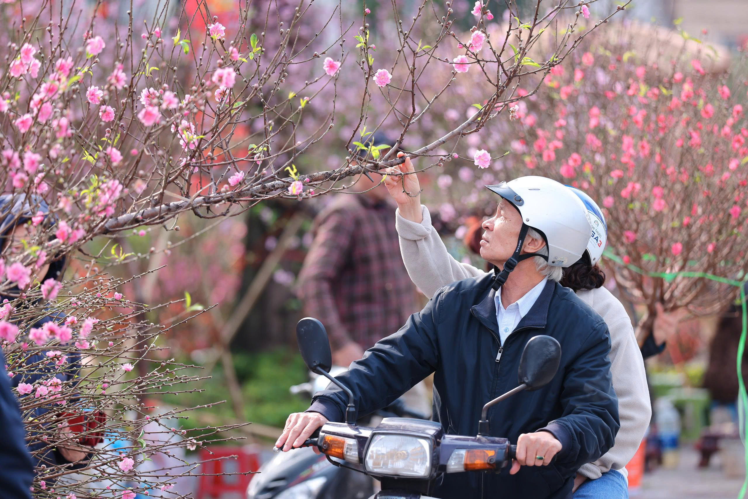 Chùm ảnh: Làng đào Nhật Tân rực hồng ngày 26 tháng Chạp