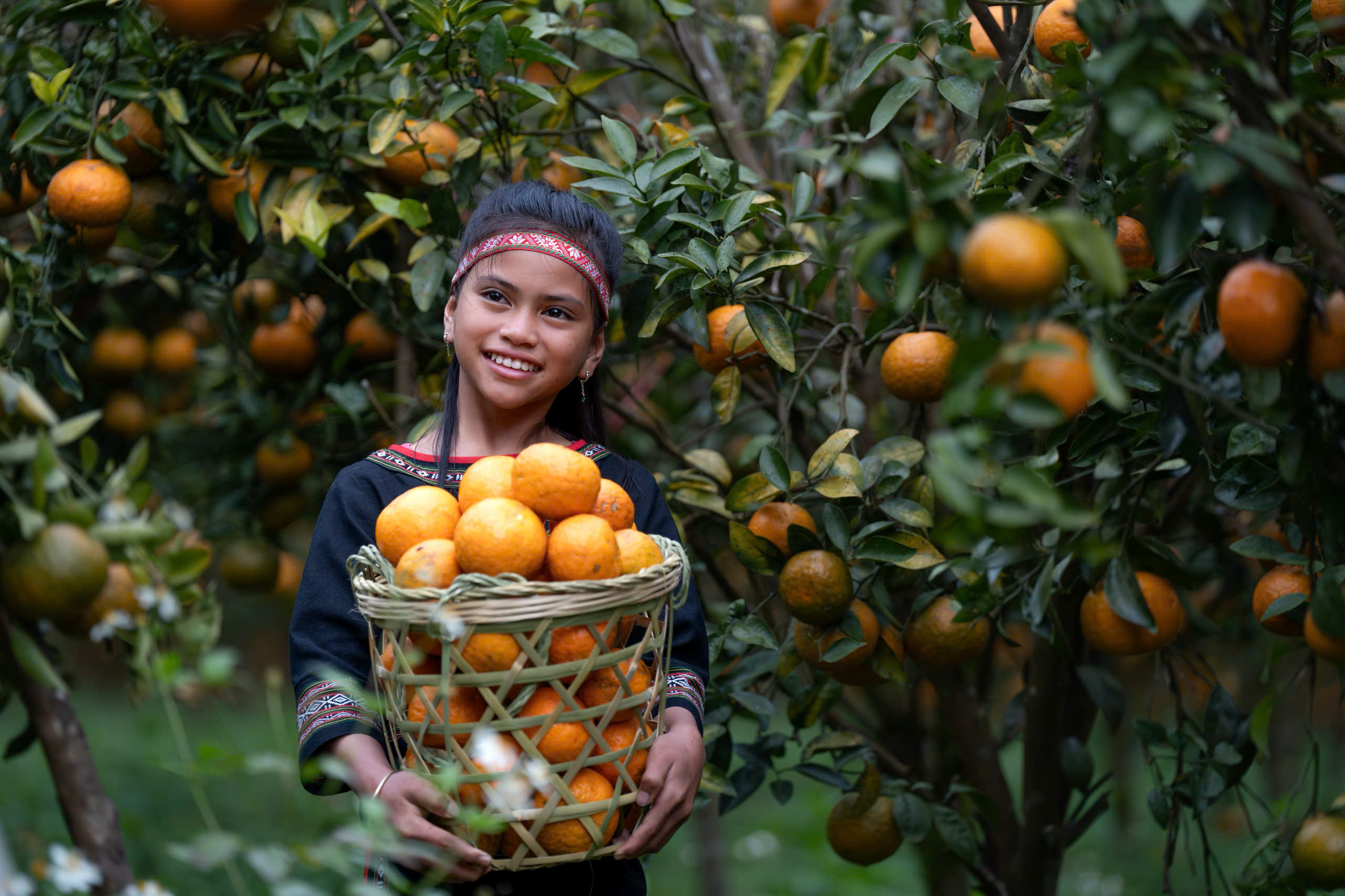 Quảng Ngãi: Dâu tây, cam Măng Đen xuống phố