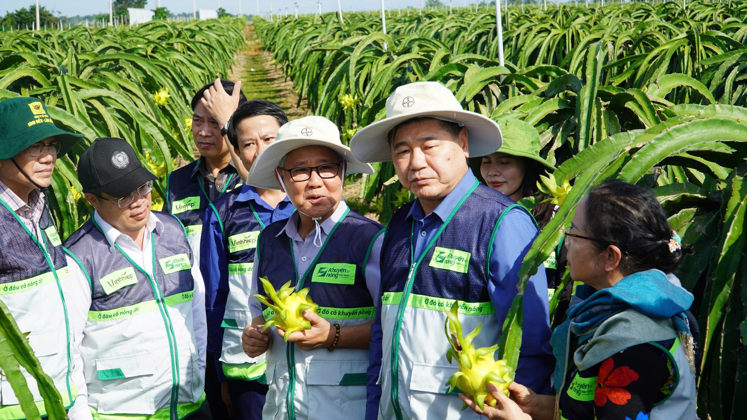 Lâm Đồng: Hợp tác xã thanh long chọn lối đi khó để bứt phá