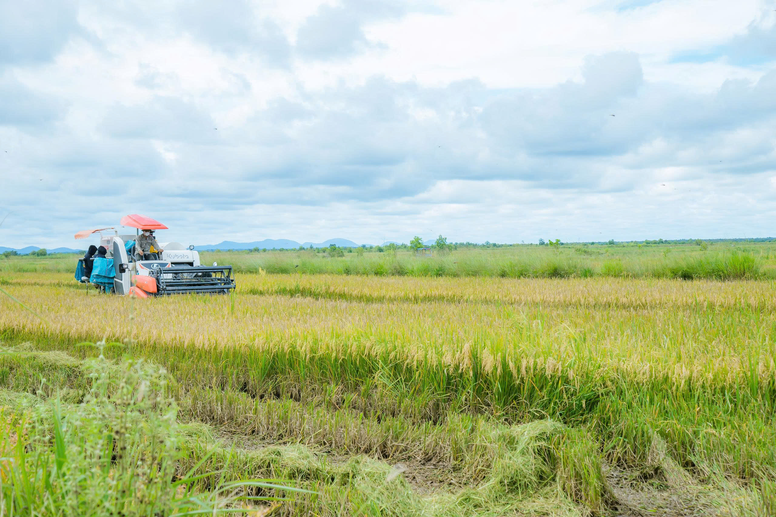 Đắk Lắk: Mùa vàng ấm no và làn gió mới từ ‘phiên chợ số’