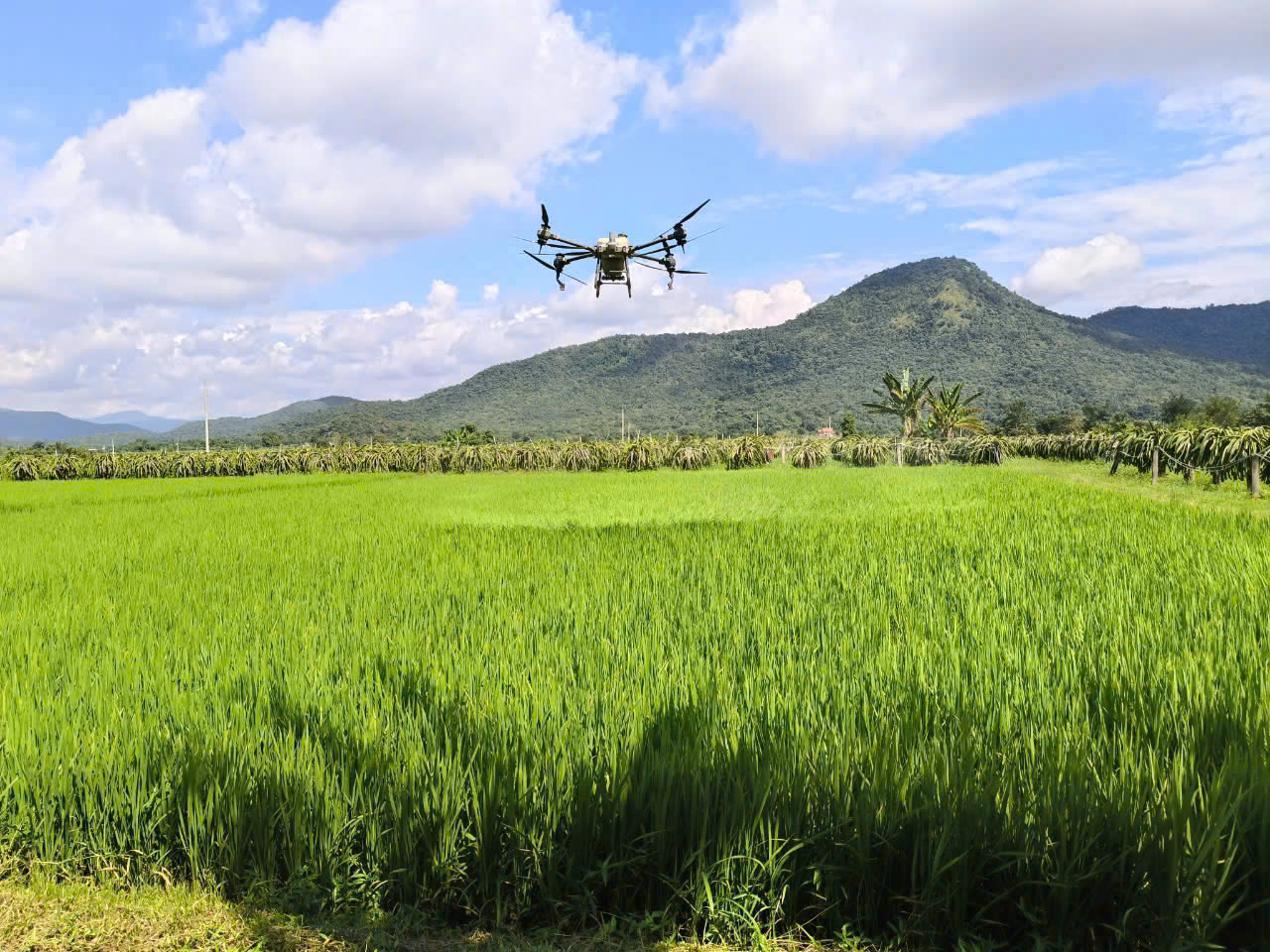 Ứng dụng công nghệ, hạt gạo Lâm Đồng nâng giá trị và sức cạnh tranh