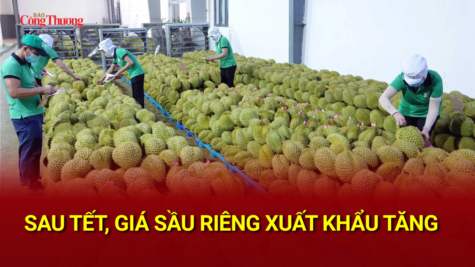  Sau Tết, giá sầu riêng xuất khẩu tăng