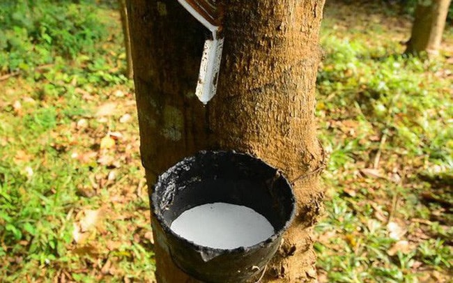 Điểm danh thị trường xuất khẩu cao su lớn nhất của Việt Nam tháng 1/2026