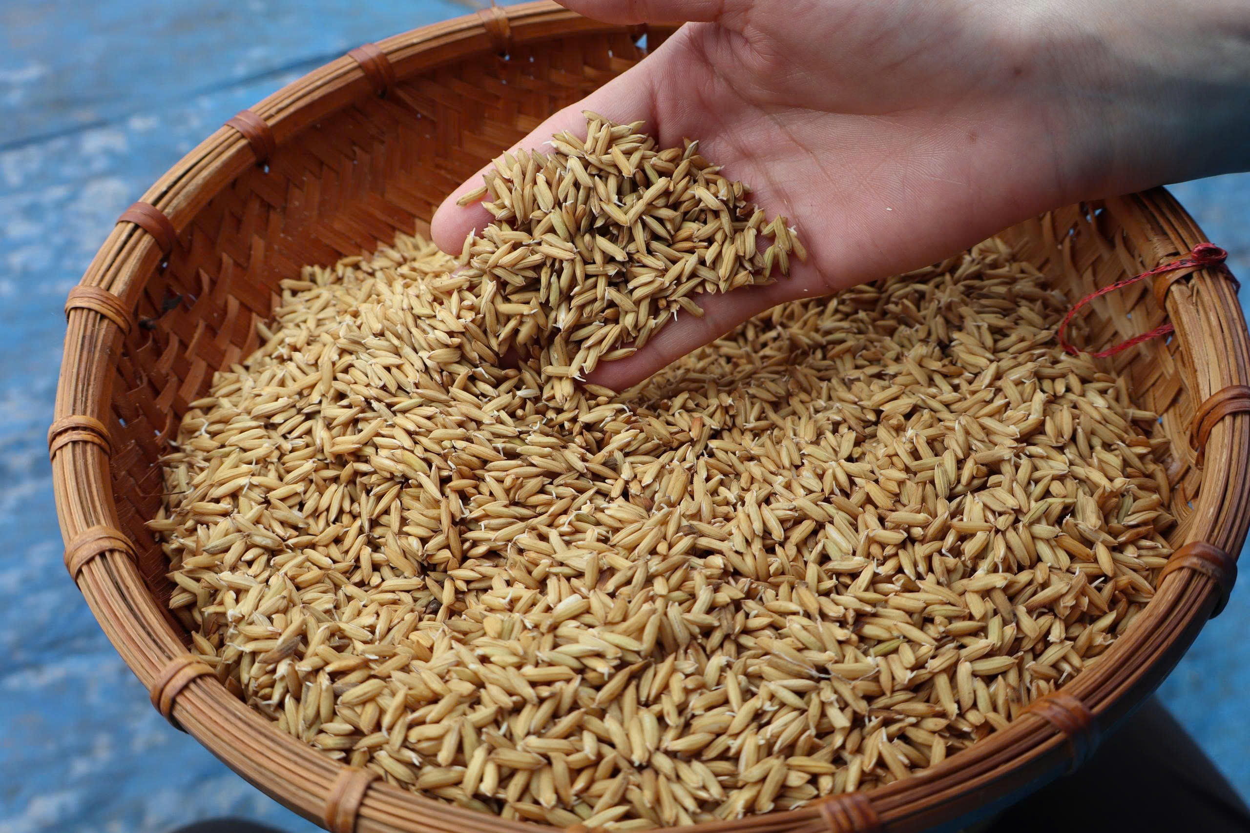 Giảm phát thải mở đường cho nông sản Hải Phòng khẳng định thương hiệu