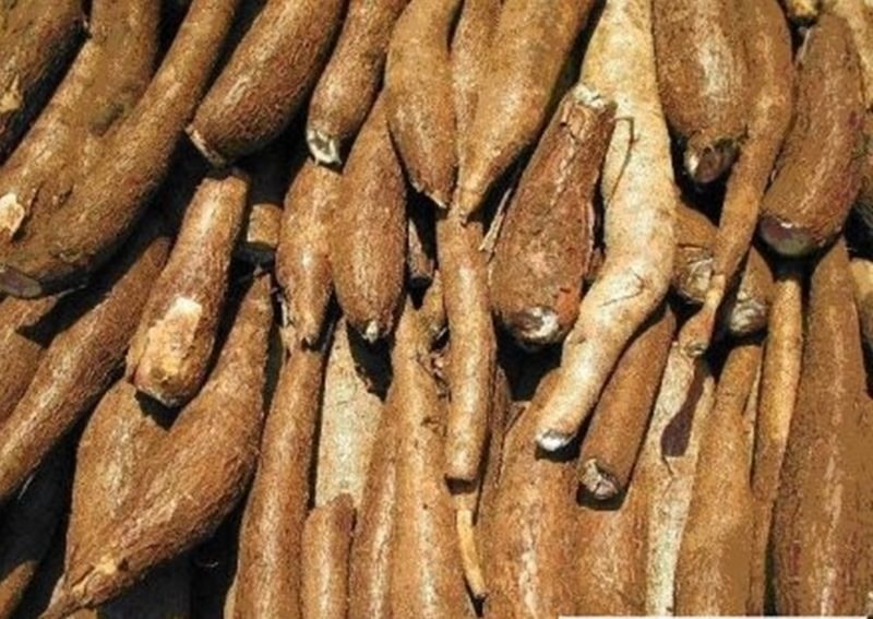 Xuất khẩu sắn tăng mạnh đầu năm, nguồn cung trong nước biến động