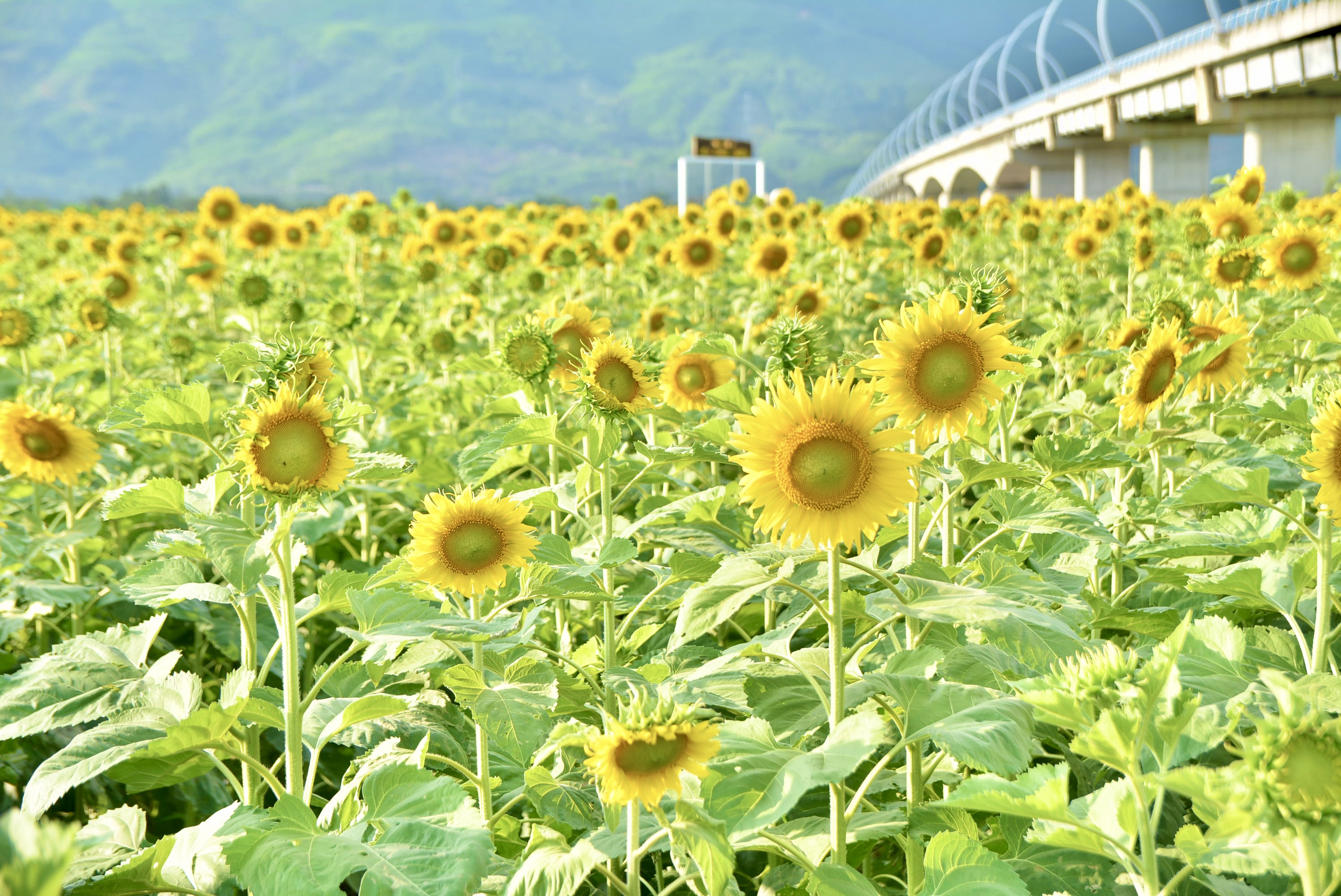 10.000 hoa hướng dương nở rộ, rực rỡ sắc vàng tại TP. Đà Nẵng