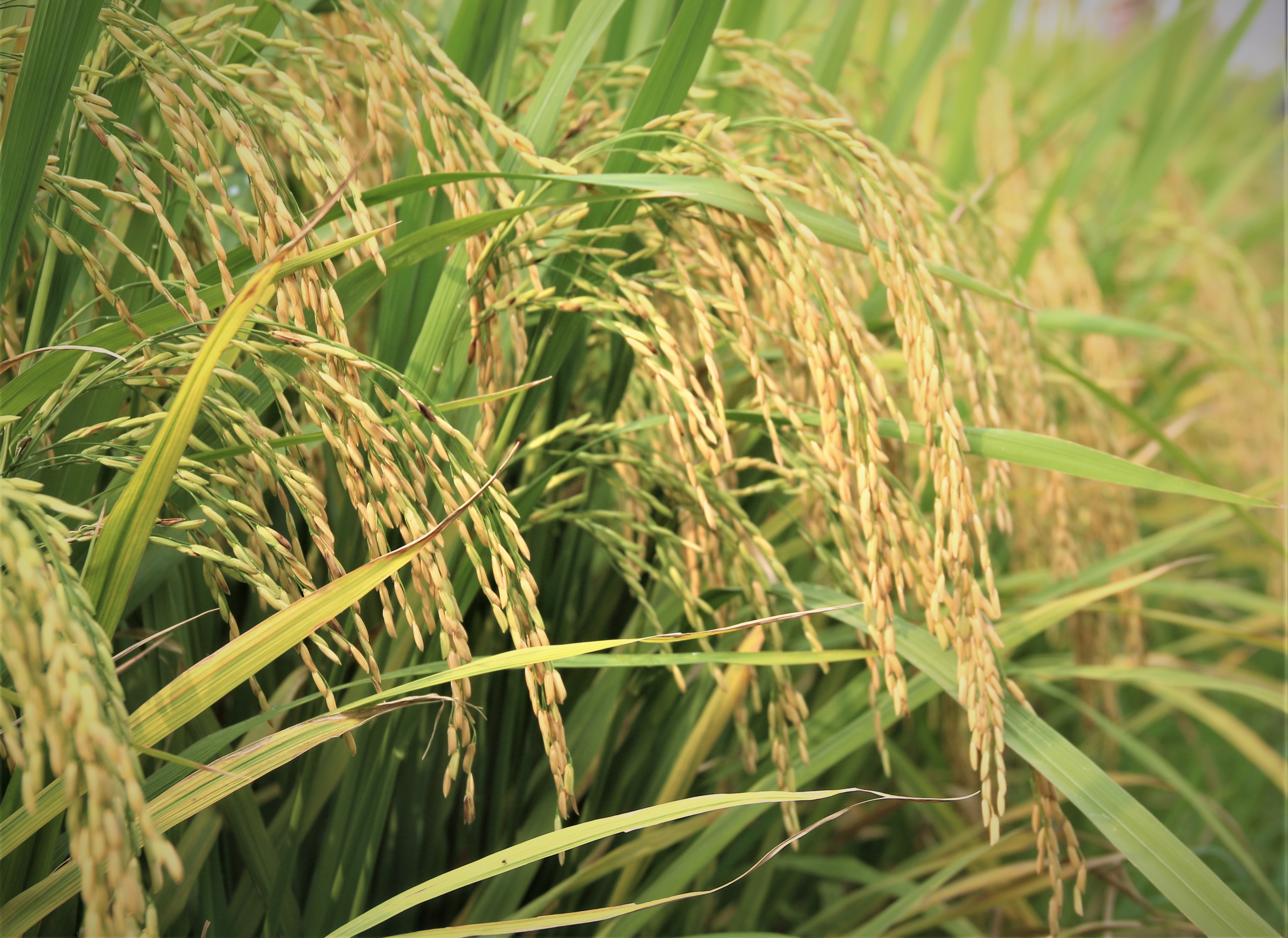 Gạo phát thải thấp: 'Tấm vé xanh' cho xuất khẩu bền vững