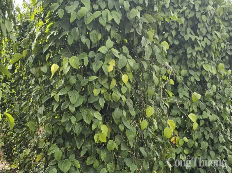 Mỹ là thị trường xuất khẩu lớn nhất của hồ tiêu Việt Nam 