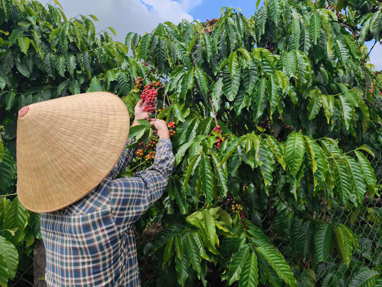 Giá cà phê hôm nay 13/3/2026: Trong nước sụt giảm sâu