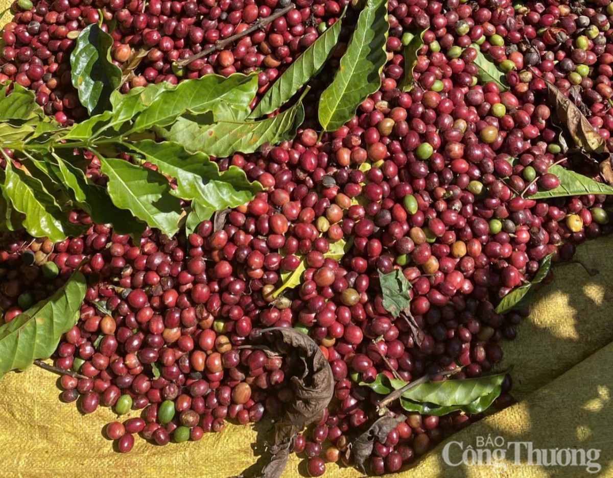 2 tháng đầu năm 2026: Xuất khẩu cà phê tăng lượng, giảm giá trị