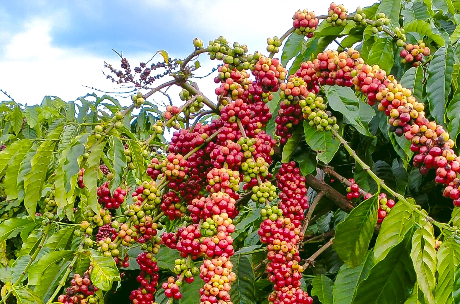 Giá cà phê hôm nay 13/3/2026: Đảo chiều tăng mạnh