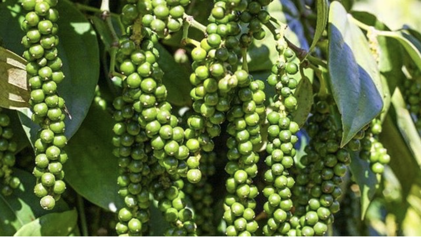 Giá tiêu hôm nay 16/3/2026: Dao động từ 142.500 - 144.500 đồng/kg