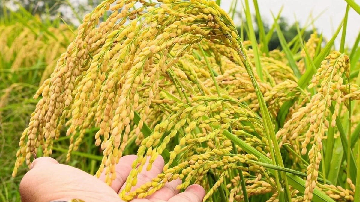 Xuất khẩu gạo 2 tháng đầu năm tăng nhẹ, đạt 1,27 triệu tấn