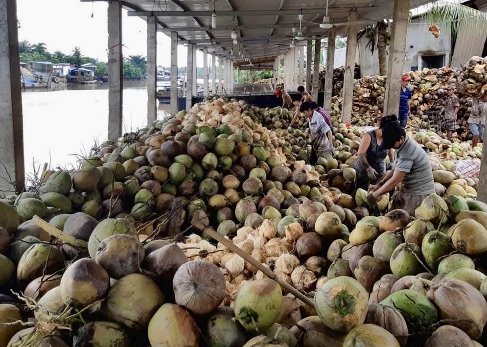 Vĩnh Long: Gia tăng liên kết, nâng giá trị ngành dừa 
