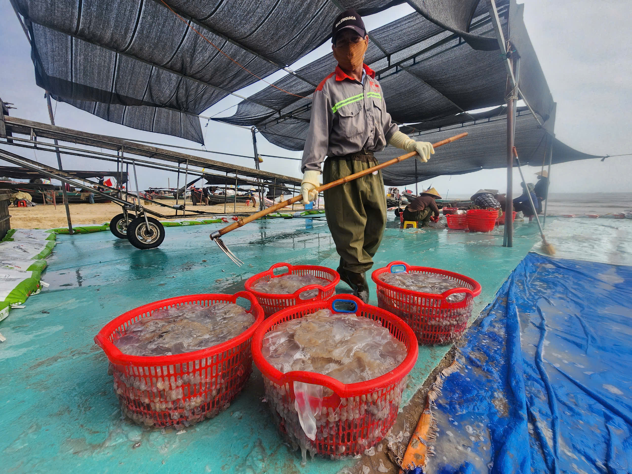 Vào vụ 'vàng trắng', ngư dân kiếm tiền triệu mỗi ngày