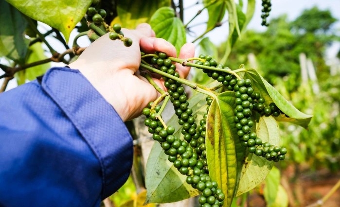 Xuất khẩu hồ tiêu tăng cả sản lượng và giá trị trong 2 tháng