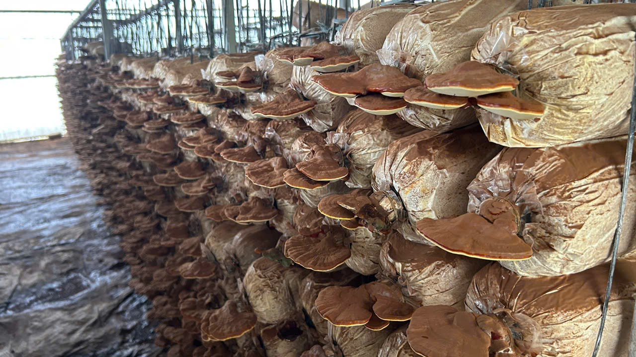 Đắk Lắk: Hỗ trợ 2 tỷ đồng hỗ trợ doanh nghiệp nhỏ và vừa phát triển